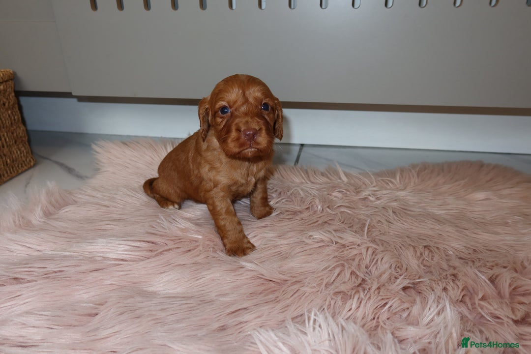 Cocker Spaniel dogs for sale: Gorgeous KC cocker spaniel puppies  - Advert 29