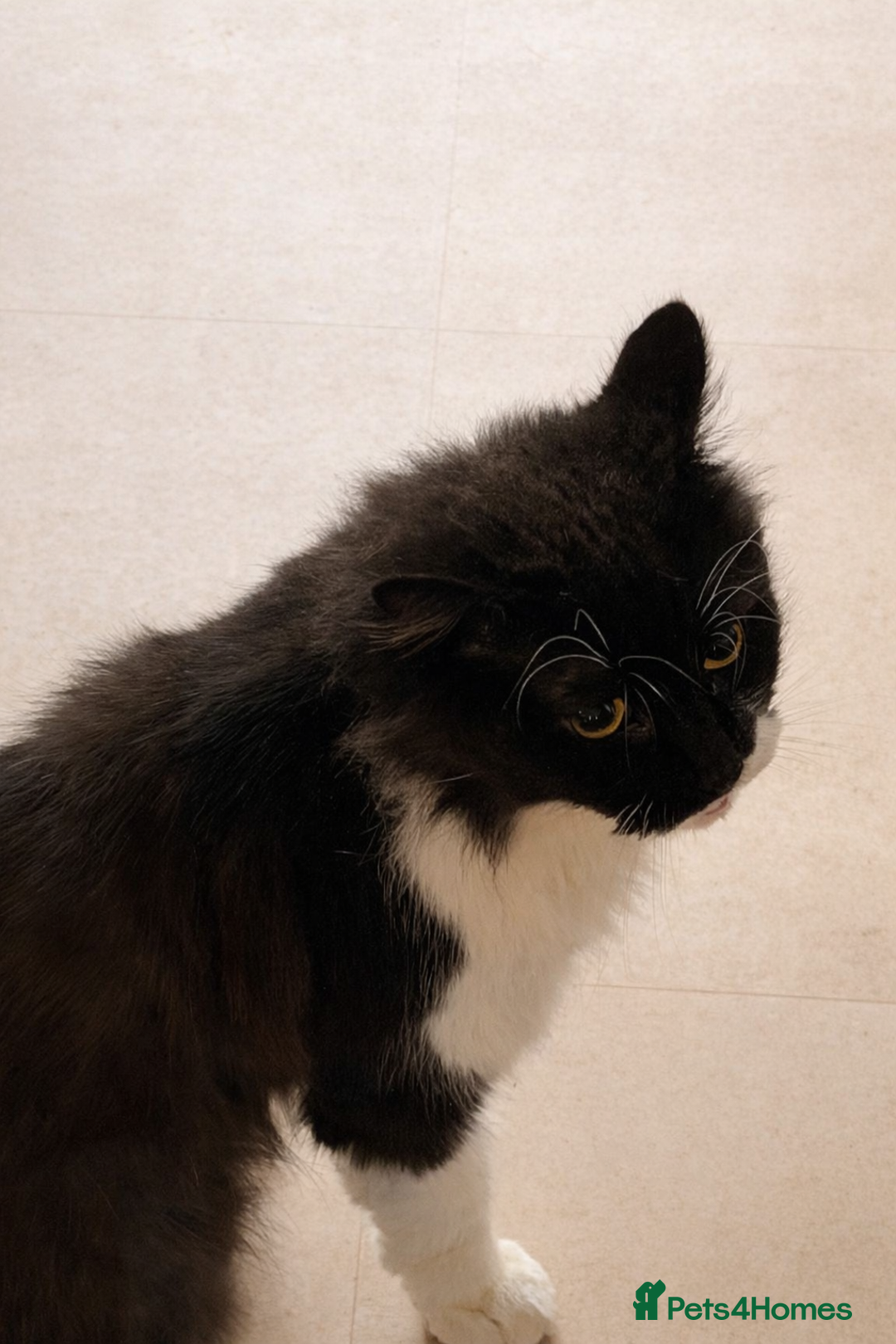 Mixed Breed cats for sale: 1 female 1 male and 1 kitten - Advert 2