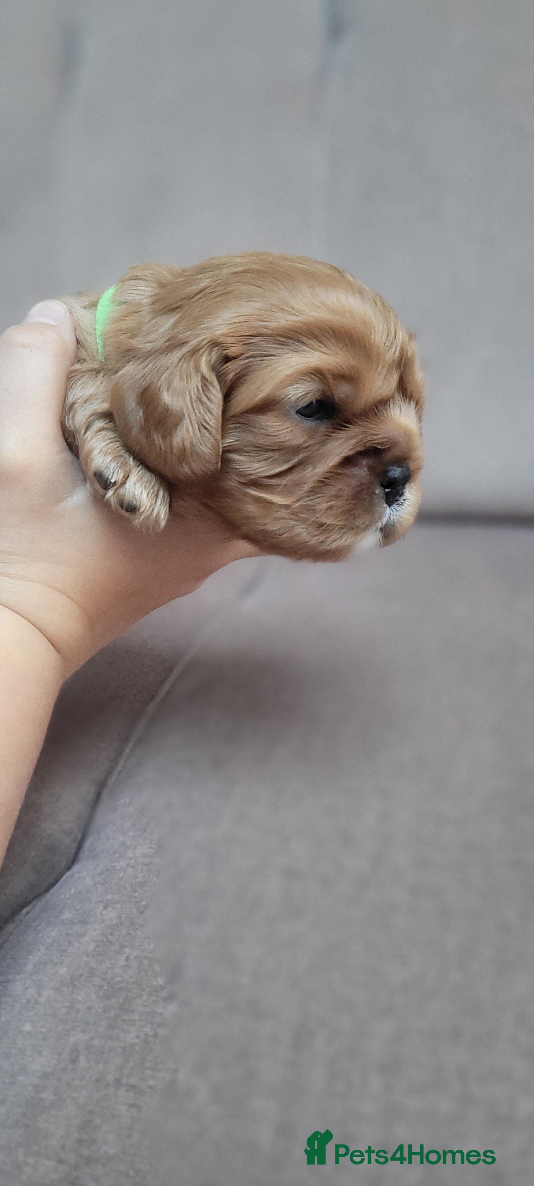 Cavalier King Charles Spaniel dogs StunningPuppiesChampBloodline–HealthTestedParent - Advert 6