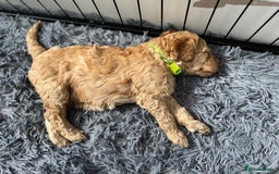 Australian Labradoodle dogs for sale: Genuine Australian Labradoodle (not poodle-lab mix in Wallington - Image 36