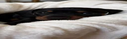 Miniature Dachshund dogs for stud: Chocolate/isabella miniature dachshund  - Advert 5