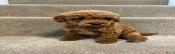 Miniature Poodle dogs for sale: Miniature poodle puppies  - Advert 8