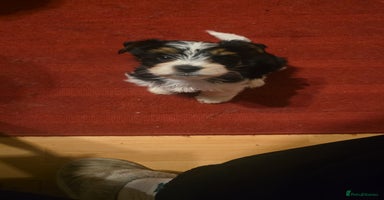 Yorkshire Terrier dogs - Advert 4