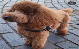 Cockapoo dogs for sale: Red Toy Cockapoo - Image 8