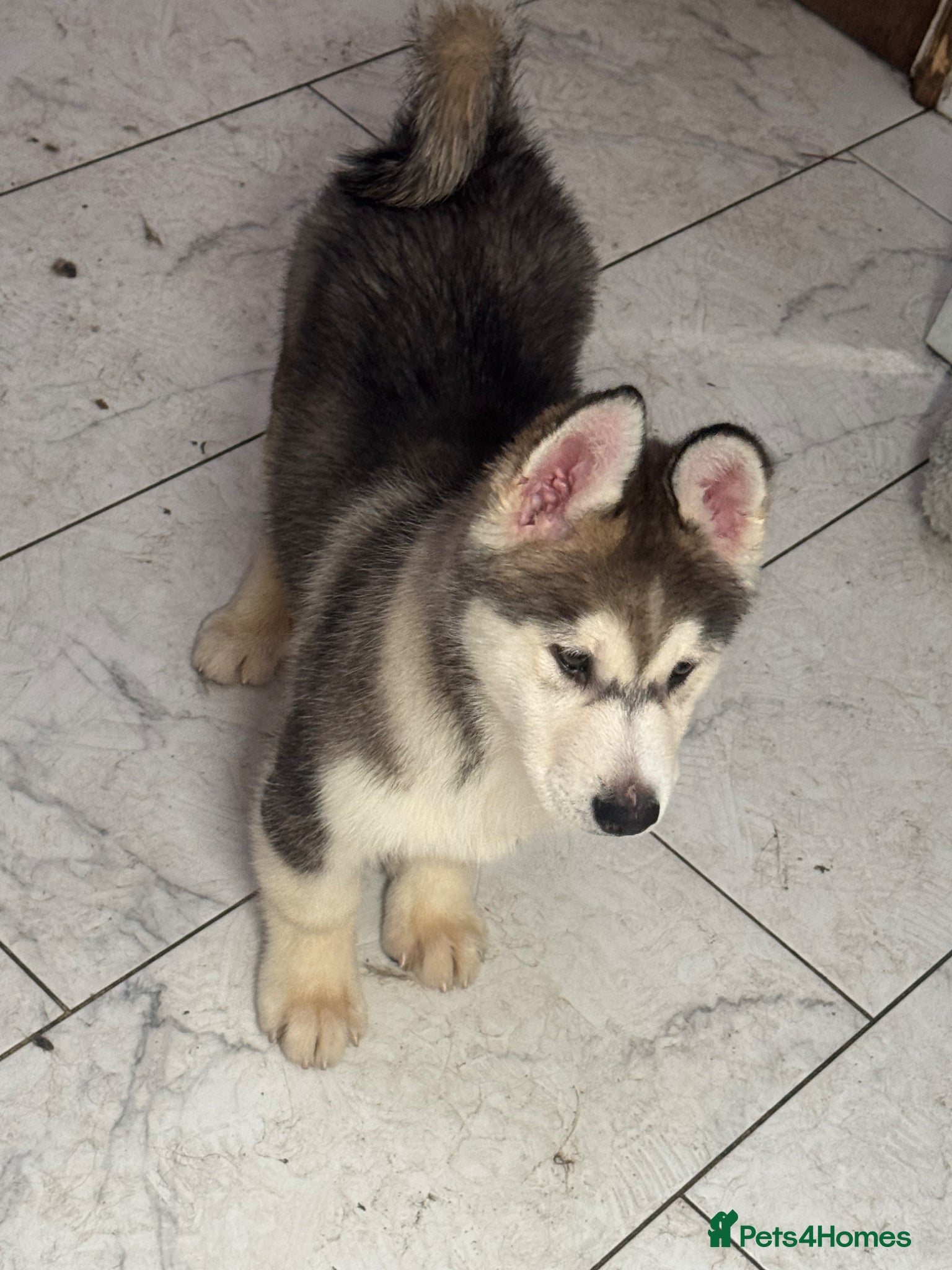 Siberian Husky dogs Siberian husky puppies  - Advert 2