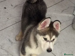 Siberian Husky dogs Siberian husky puppies - Advert 2