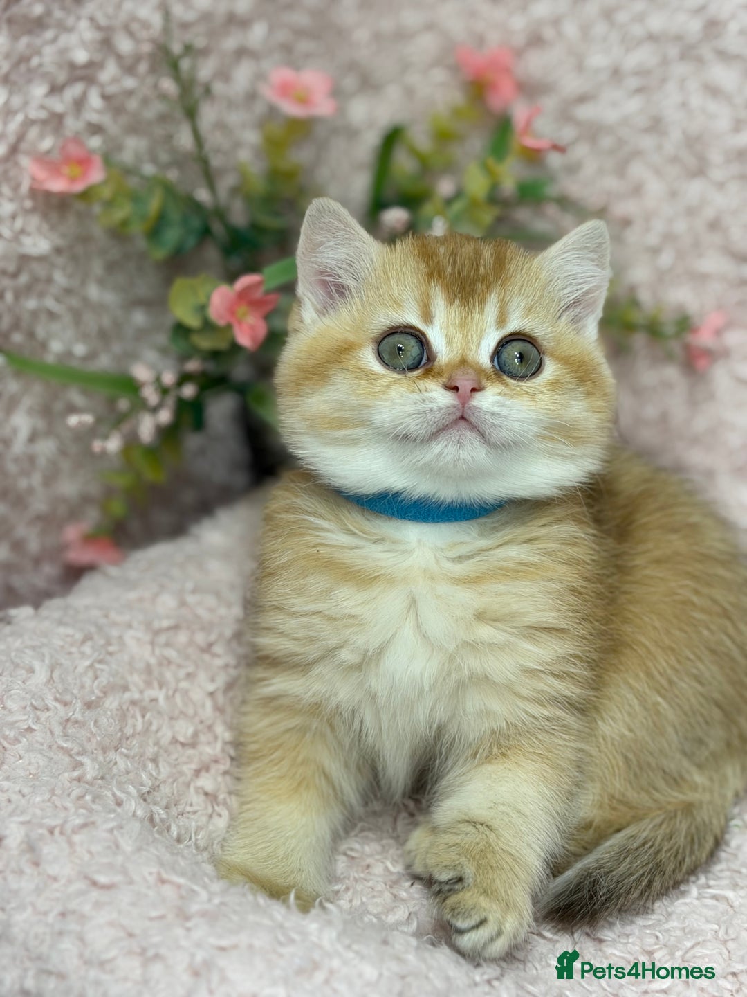 British Shorthair cats for sale: British shh golden, silver  GCCF kittens  - Advert 27