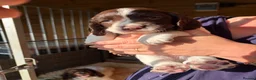 English Springer Spaniel dogs for sale: KC Springer Spaniel Pups - Advert 10