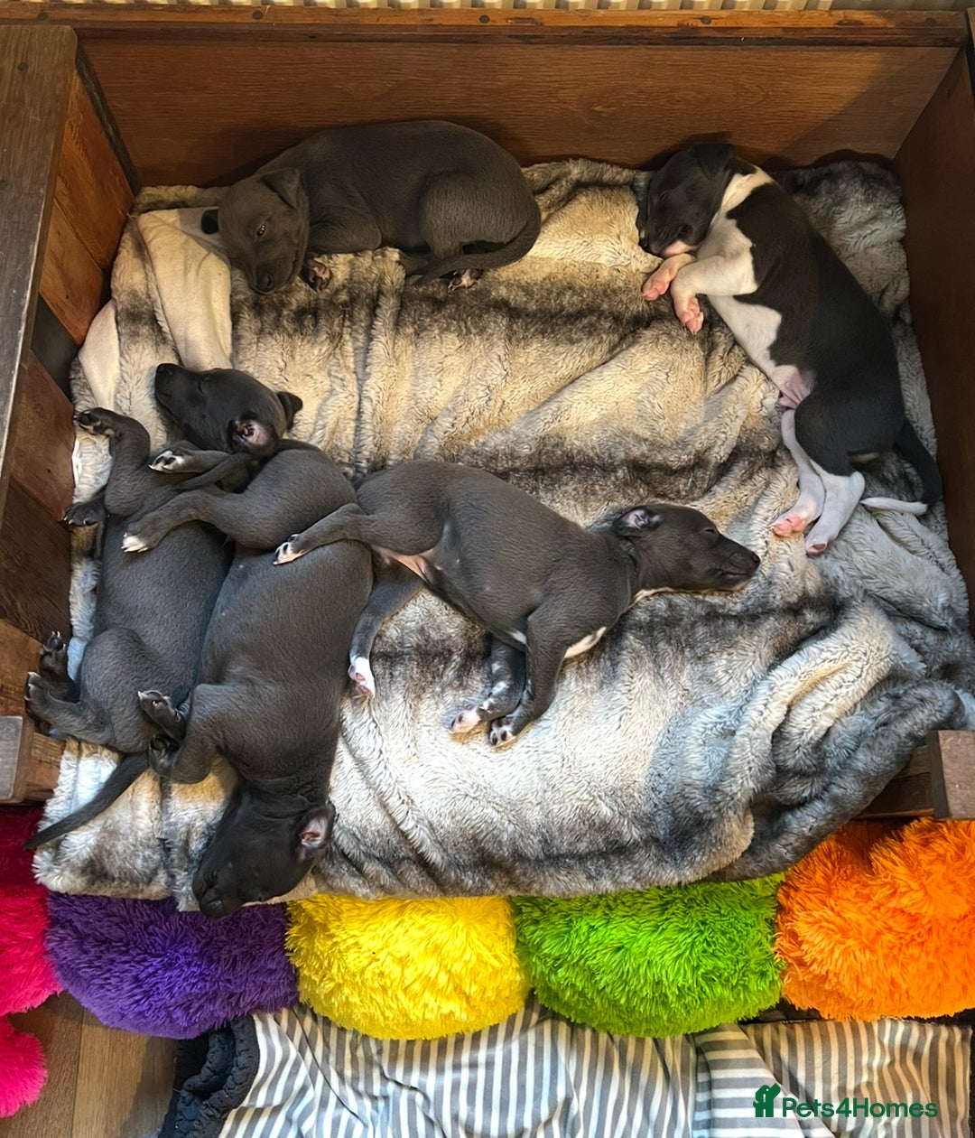Whippet dogs for sale: 💙 Whippet Puppies – Beautiful Blue Litter 💙 - Image 11