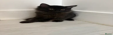 Ragdoll 2