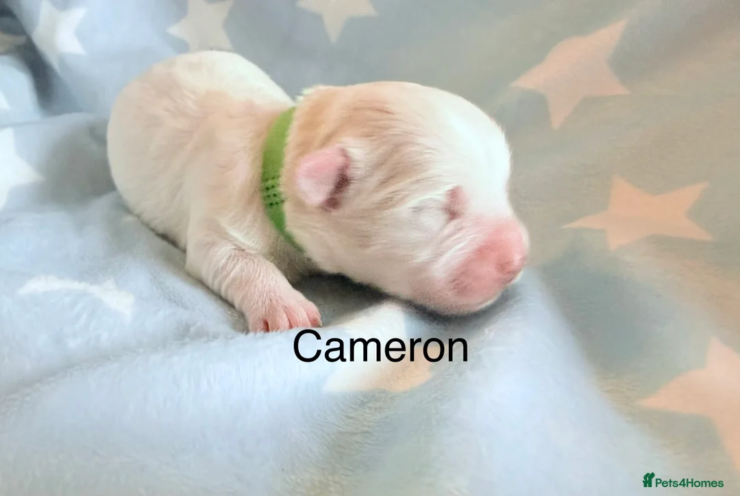 Coton De Tulear dogs for sale: KC reg Coton de Tulear parents DNA health tested  - Advert 17