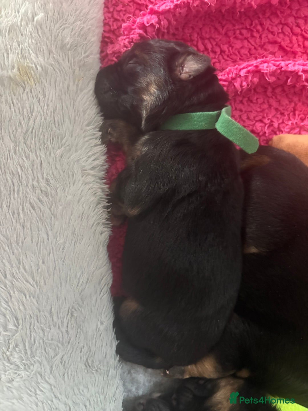 German Shepherd dogs for sale: 7 beautiful German Shepherd puppies  - Image 11