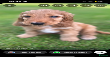Cockapoo dogs - Advert 3
