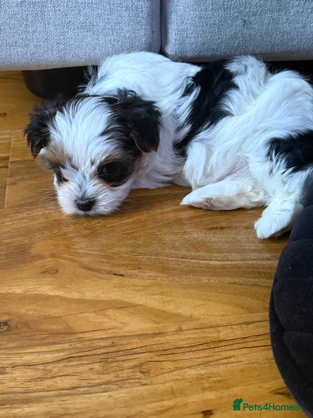 Biewer Terrier dogs for sale: 1 Beautiful Boy Available!!! - Advert 15