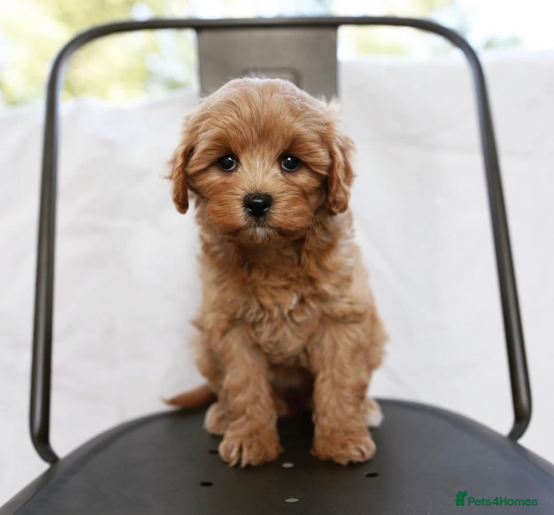 Cavapoo dogs for sale: Beautiful Cavapoo puppies! - Image 3