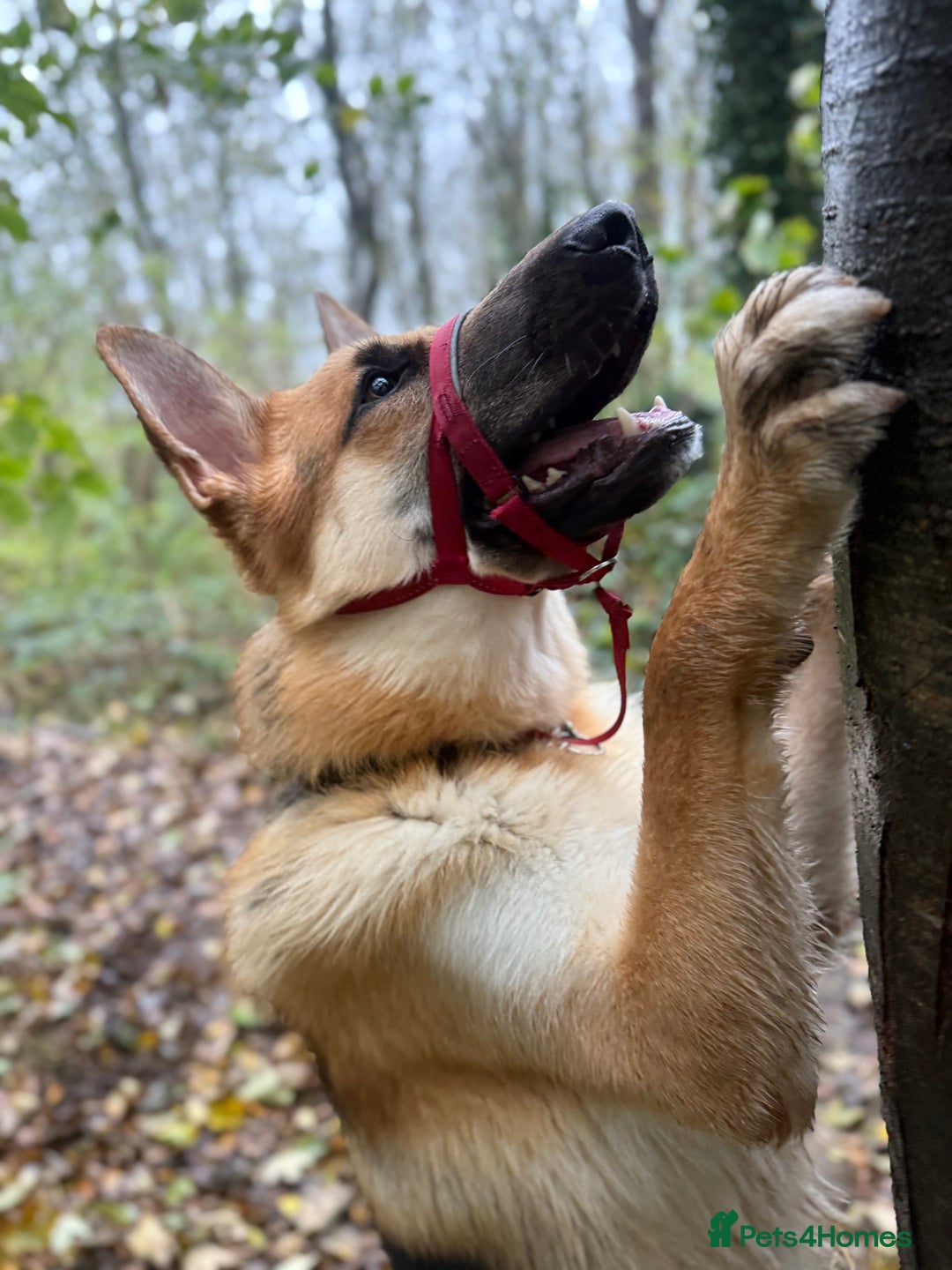 German Shepherd dogs for sale: Male German Shepherd Dog - Advert 8