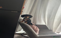 Dachshund dogs for sale: Dachshund - Image 3