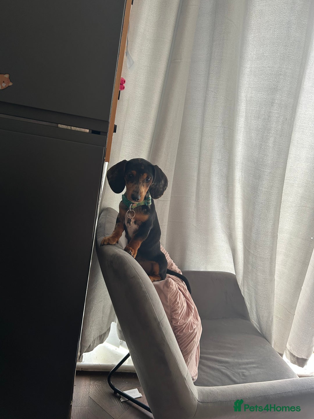 Dachshund dogs for sale: Dachshund - Image 3