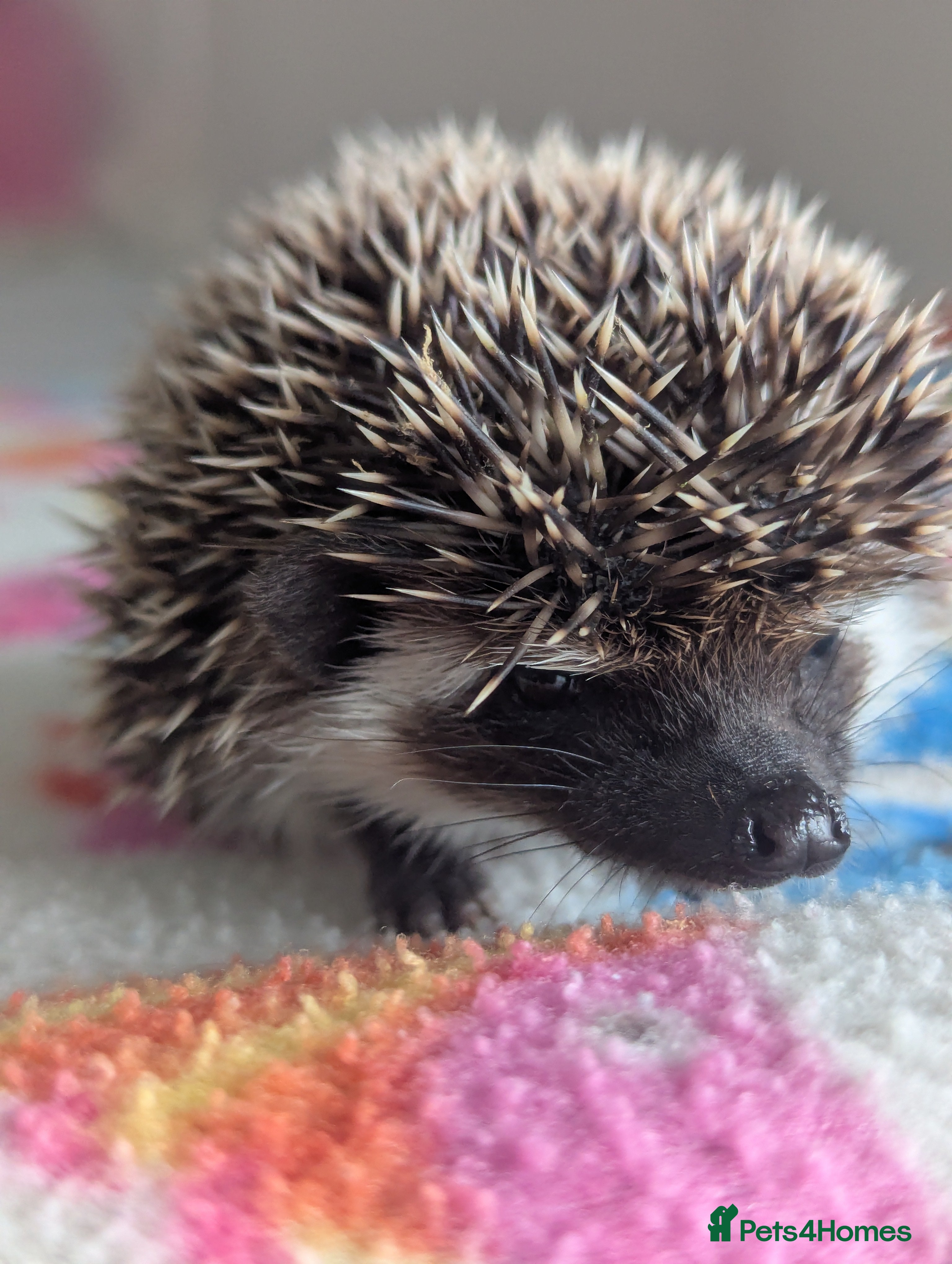 Pygmy Hedgehog rodents Beautiful Hoglets Ready Now and to Reserve  - Advert 5