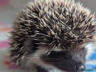 Pygmy Hedgehog rodents Beautiful Hoglets Ready Now and to Reserve - Advert 5