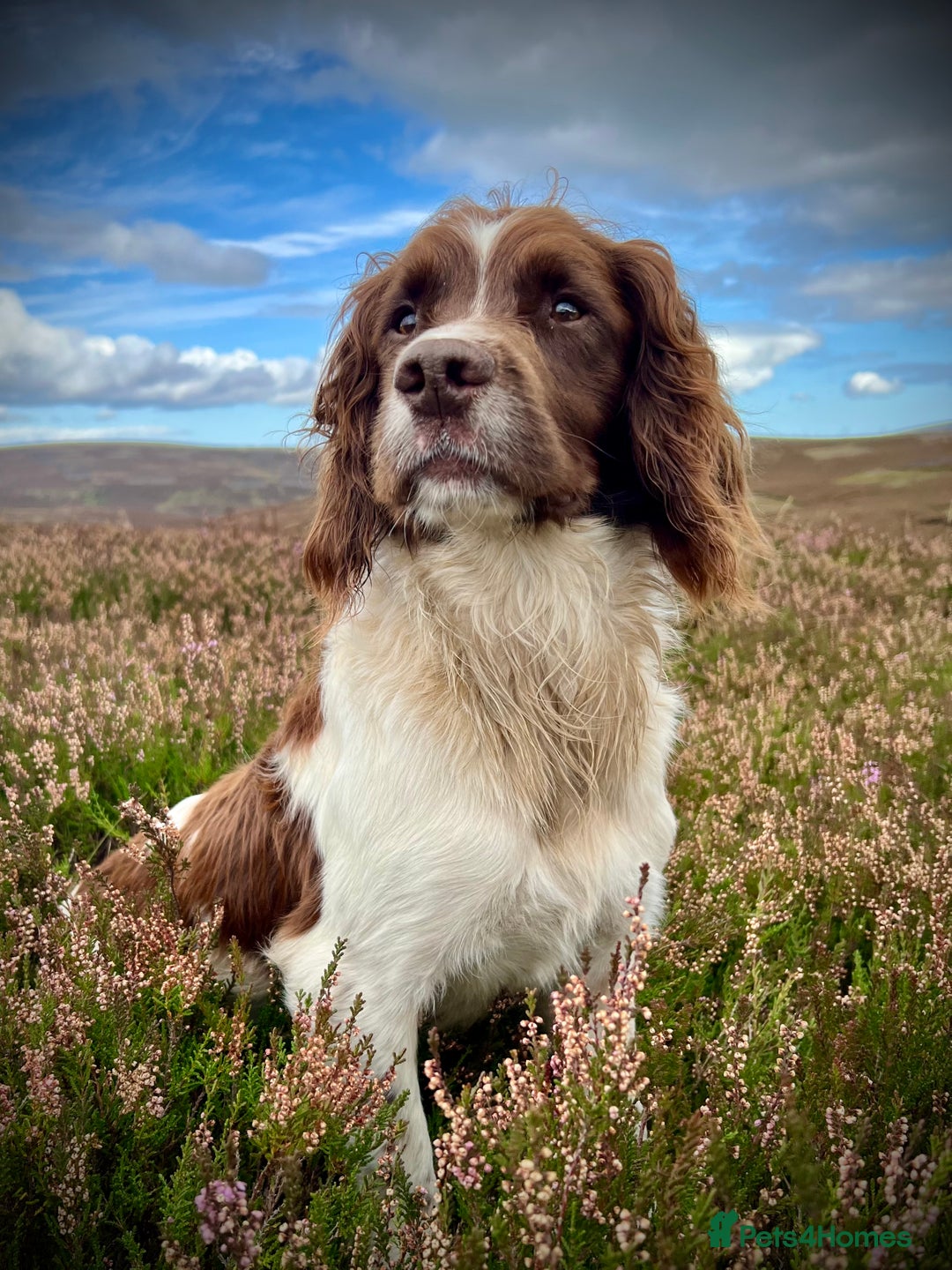 English Springer Spaniel dogs for sale: KC registered, English Springer Spaniel puppies  - Image 13