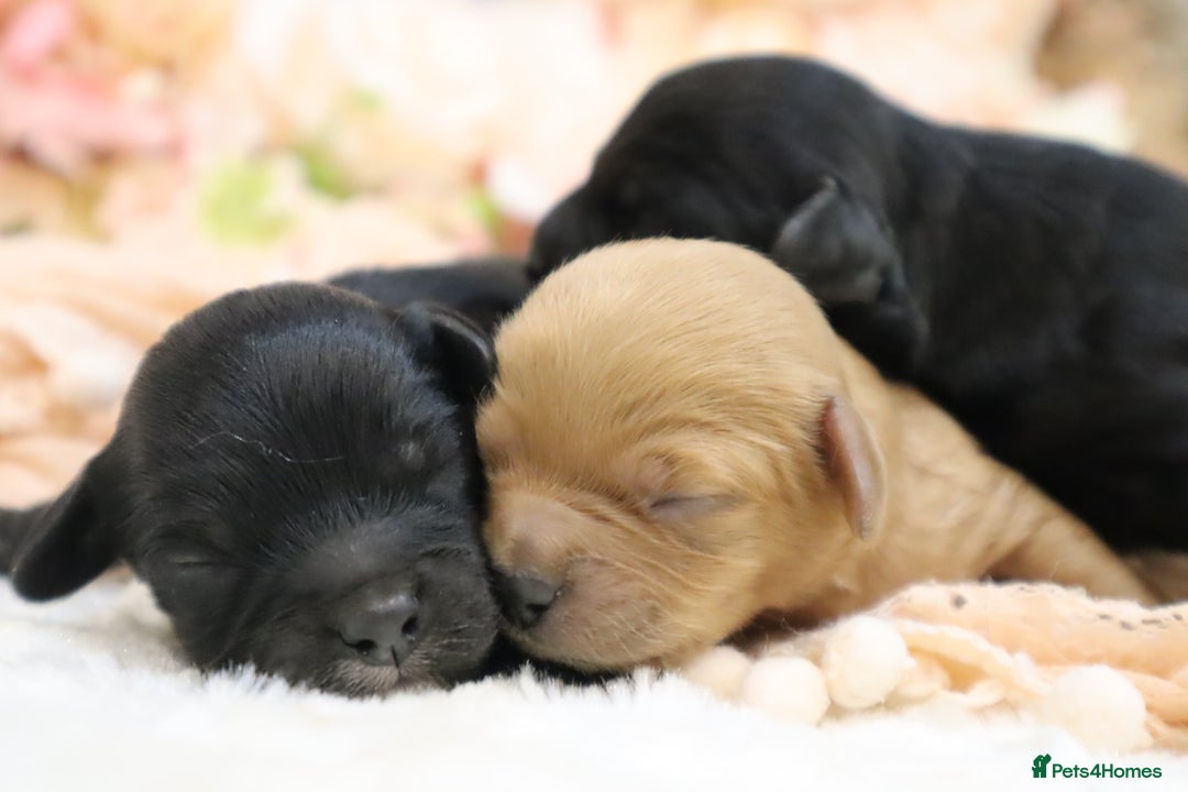 Cavapoo dogs for sale: Health Tested Cavapoo Puppies - Image 1