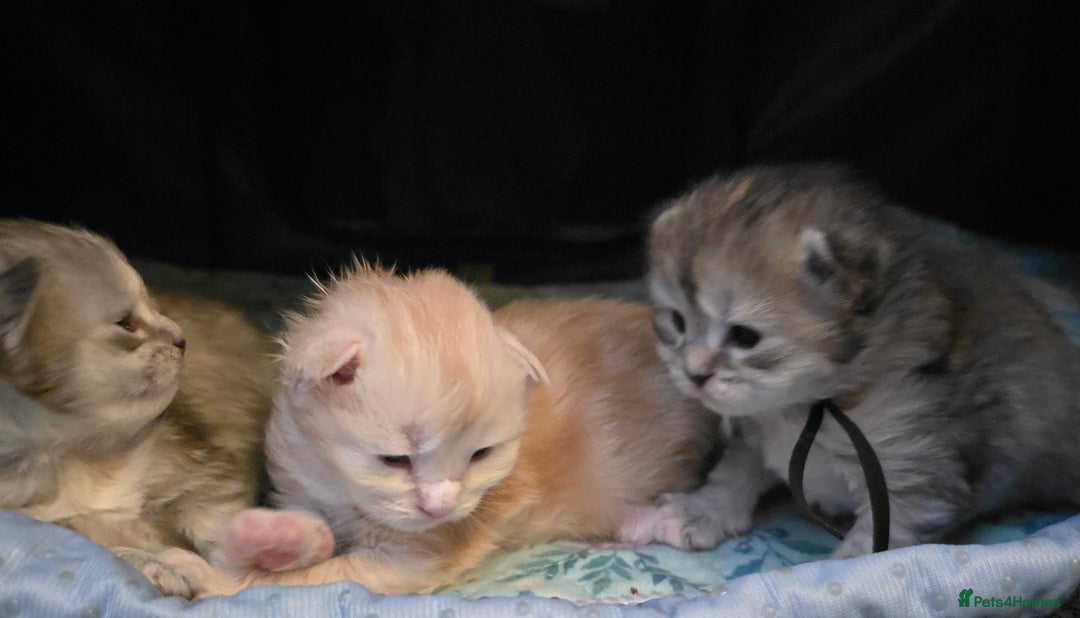 Maine Coon cats for sale: Chunky TICA registered Maine Coon Kittens - Advert 4
