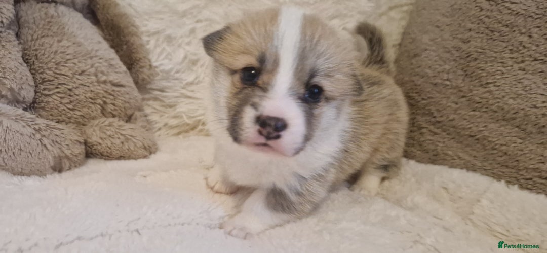 Welsh Corgi Pembroke dogs for sale: Exceptional Corgi Puppies ready soon - Advert 7