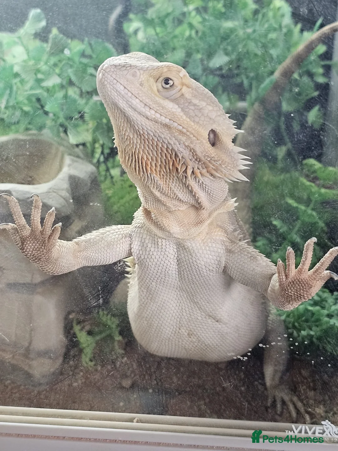 Bearded Dragon reptiles for sale: Lovely male beardie for sale - Advert 11