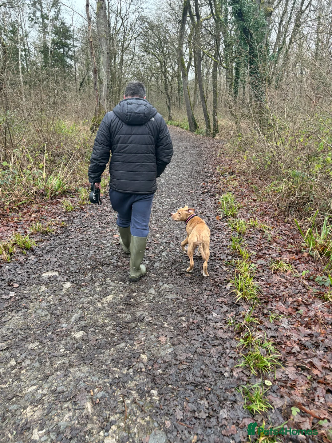 Staffordshire Bull Terrier dogs for sale: Female staff 7 months old  - Advert 5