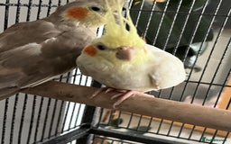 Cockatiels birds for sale: Cockatiels Quick Sell - Image 3