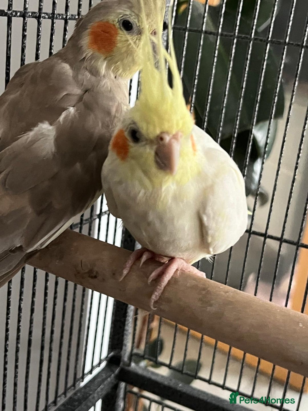 Cockatiels birds for sale: Cockatiels Quick Sell - Image 3