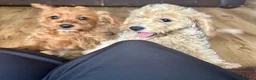Cavapoochon dogs for sale: Super cute Cavapoochon’s ready now - Advert 3