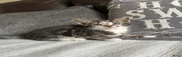 Mixed Breed cats for sale: Beautiful Kittens - Advert 4