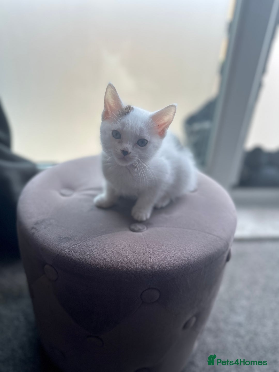 Mixed Breed cats for sale: 5 beautiful mixed breed kittens!! - Image 8