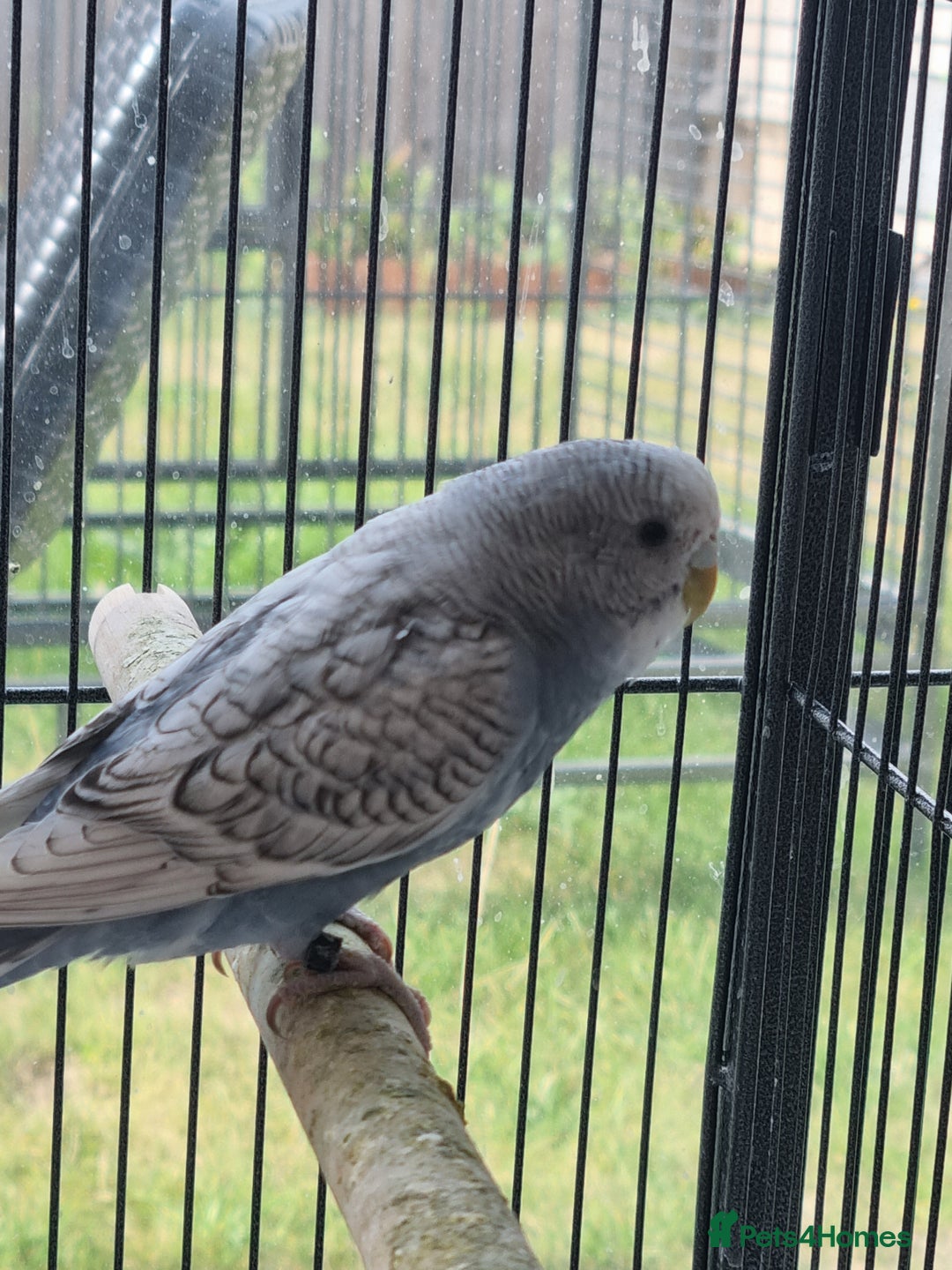 Budgerigars birds for sale: Baby budgies for sale . - Image 9