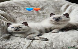 Ragdoll cats for sale: PURE RAGDOLL KITTENS 💜💙💚🤎 - Image 14