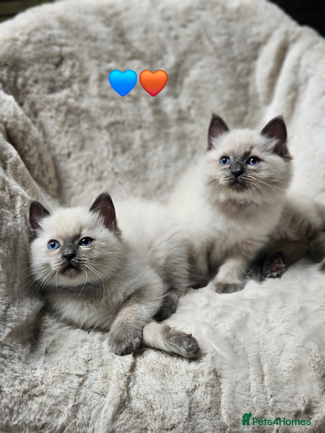 Ragdoll cats for sale: PURE RAGDOLL KITTENS 💜💙💚🤎 - Image 14