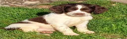English Springer Spaniel dogs for sale: 3 Springer Boys available  - Advert 1