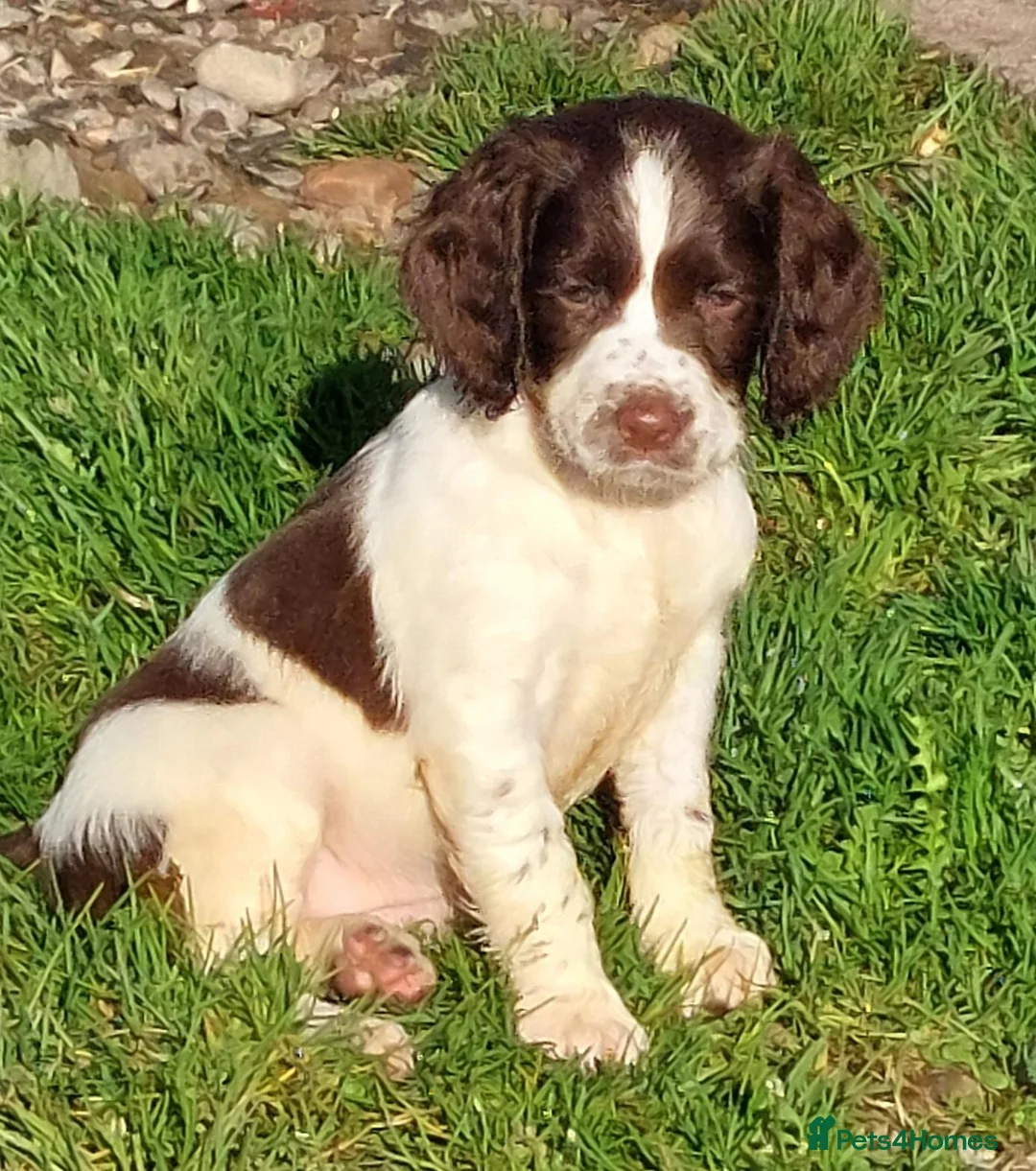 English Springer Spaniel dogs for sale: 3 Springer Boys available  - Advert 1