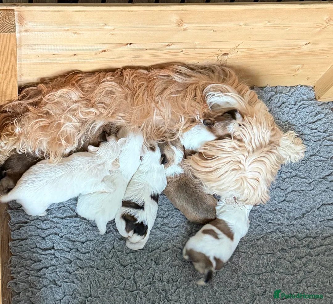 Havanese dogs for sale: Pure KC Havanese from 5 star licensed breeder  - Advert 2