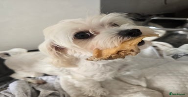 Maltese dogs - Advert 10