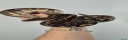 Python Snake reptiles for sale: Ball Pythons (please reade description) - Advert 4