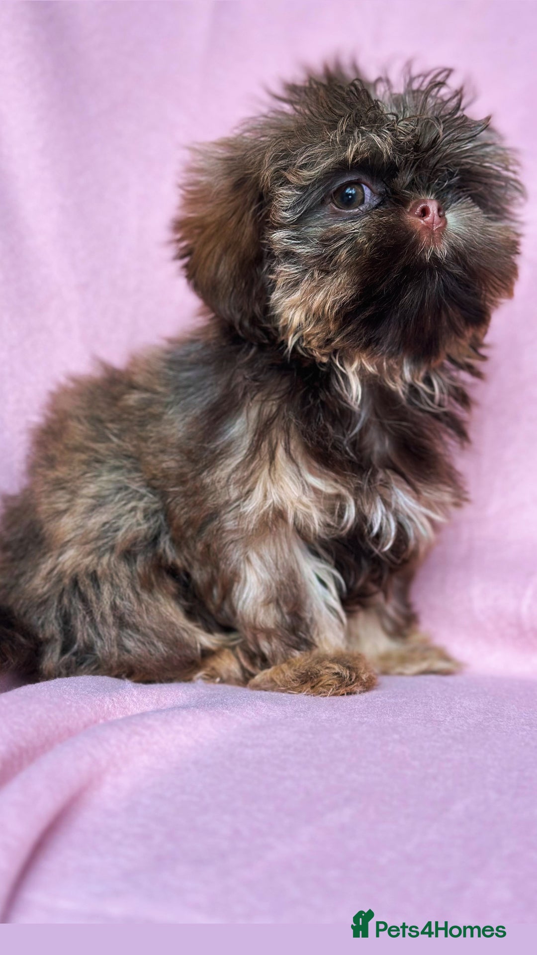 Shih Tzu dogs for sale: REDUCED LAST LITTLE BOY AVAILABLE  - Advert 1