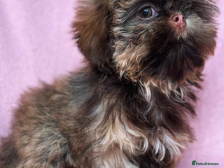 Shih Tzu dogs - Advert 9