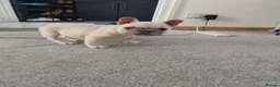 French Bulldog dogs for sale: Beautiful French bulldog  in Kettering - Advert 3