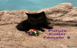 British Shorthair cats for sale: ⭐️🐈‍⬛READY NOW!! British SH Black Kittens⭐️🐈‍⬛ - Image 8