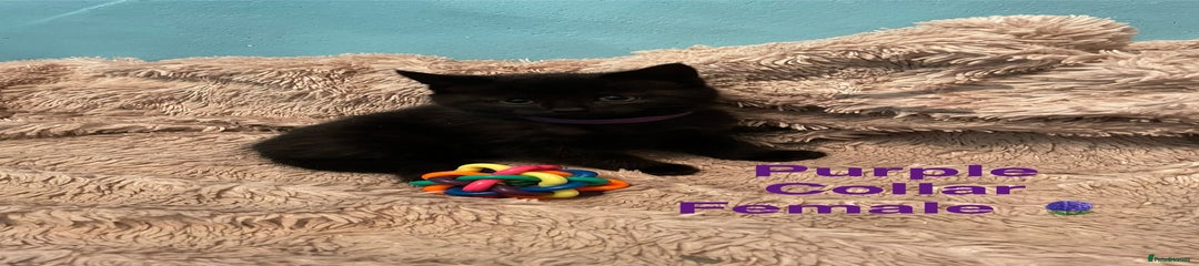 British Shorthair Kitten 3