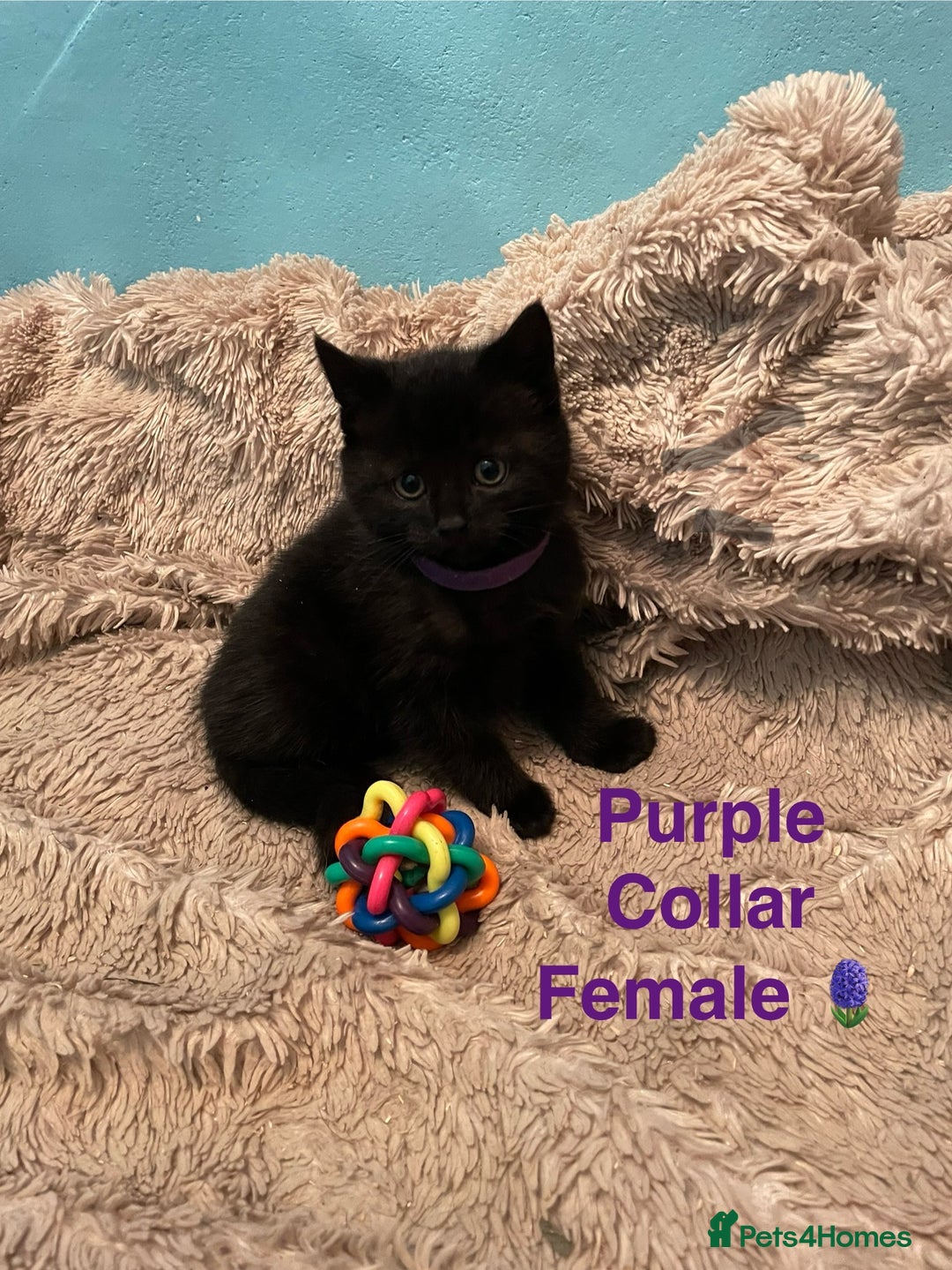 British Shorthair cats for sale: ⭐️🐈‍⬛READY NOW!! British SH Black Kittens⭐️🐈‍⬛ - Image 8