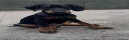 Dobermann dogs for sale: European Dobermann Male Puppy | 13 Weeks - Advert 2
